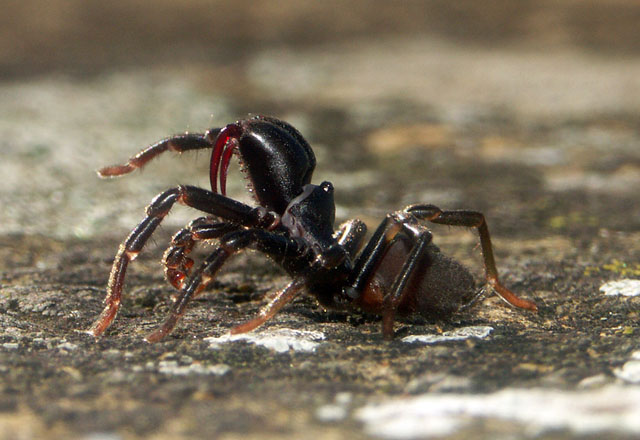 Atypus affinis - Copyright Hugues Mouret